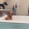 Picture of Muddy Marley's Dog Wash