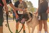 Picture of Heritage Humane Society Furever Homes Race - 5k Run