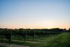 Picture of The Williamsburg Winery