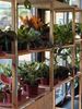 Picture of Ray Ray's Plants