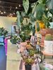 Picture of Ray Ray's Plants