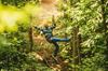 Picture of Go Ape Zipline & Adventure Park Adult (16+) Treetop Adventure Ticket