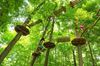 Picture of Go Ape Zipline & Adventure Park Adult (16+) Treetop Adventure Ticket