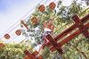 Picture of Go Ape Zipline & Adventure Park Treetop Journey Ticket