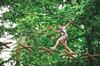Picture of Go Ape Zipline & Adventure Park Treetop Journey Ticket